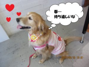 横顔笑顔ゴールデンレトリバー