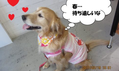 横顔笑顔ゴールデンレトリバー