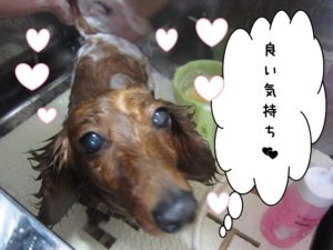 シャンプー中ミニチュアダックス