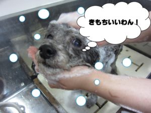 シャンプー中トイプードル