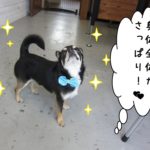 えっへんチワワ