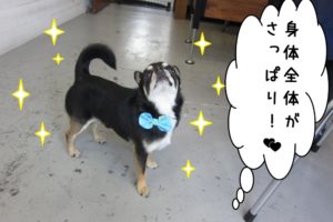 えっへんチワワ