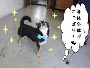 えっへんチワワ