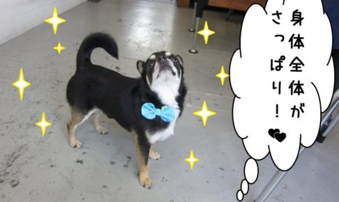 えっへんチワワ