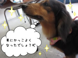 施術後ミニチュアダックス