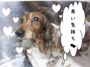 シャンプー中ミニチュアダックス