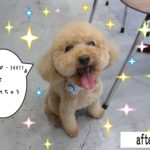 笑顔トイプードル