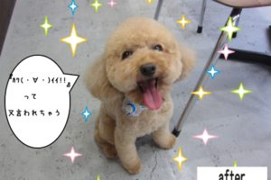 笑顔トイプードル