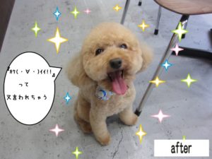 笑顔トイプードル