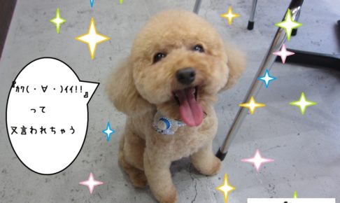 笑顔トイプードル