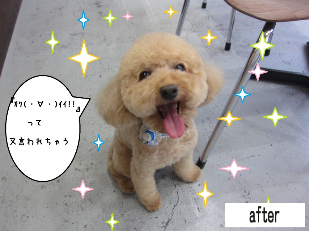 笑顔トイプードル