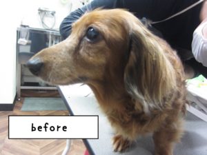 カット前ミニチュアダックス