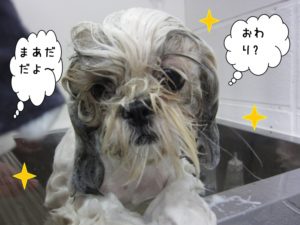 シーズーカット前