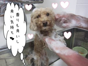 シャンプー中トイプードル