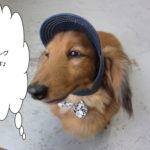 おすましミニチュアダックス