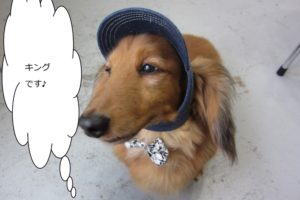 おすましミニチュアダックス