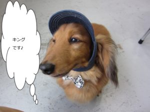 おすましミニチュアダックス