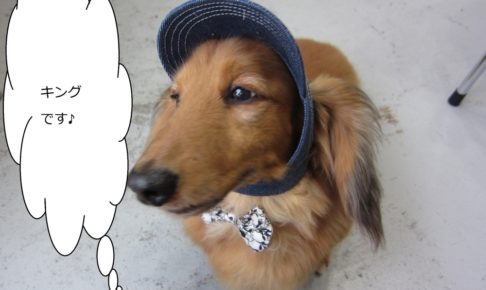 おすましミニチュアダックス