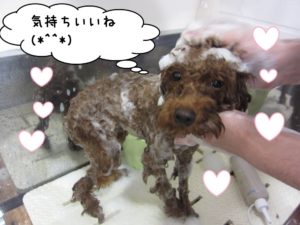 シャンプー中トイプードル