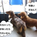 仲良しミニチュアダックス