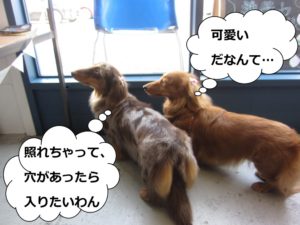 仲良しミニチュアダックス