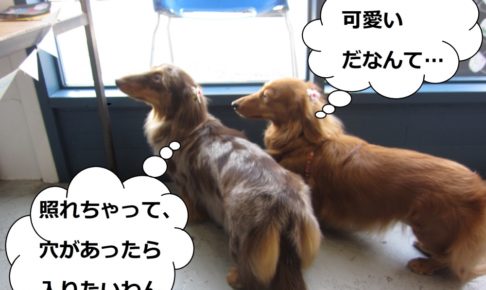 仲良しミニチュアダックス