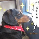 横顔キリッミニチュアダックス