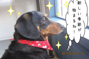 横顔キリッミニチュアダックス