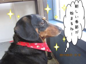 横顔キリッミニチュアダックス