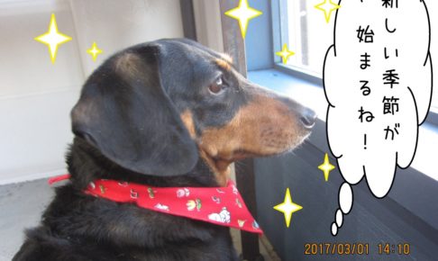 横顔キリッミニチュアダックス