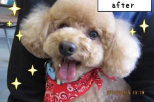 笑顔トイプードル