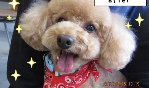 笑顔トイプードル