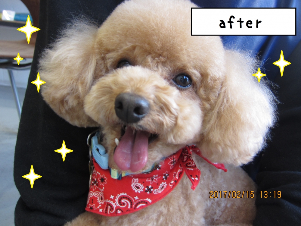 笑顔トイプードル