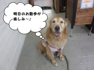 施術後ゴールデン