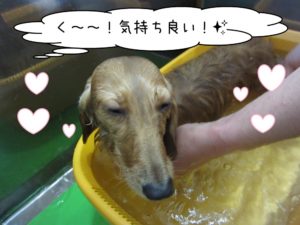 スパ中ミニチュアダックス