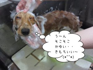 シャンプー中ミニチュアダックス