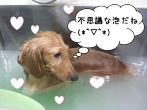 スパ中ミニチュアダックス