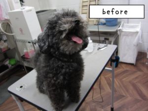 カット前トイプードル