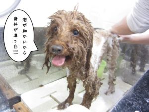 シャンプー中トイプードル