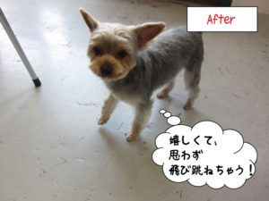 カット後ヨーキー