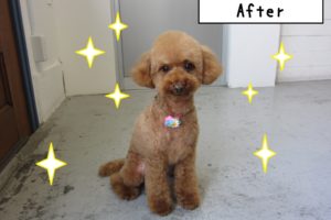 お座りトイプードル