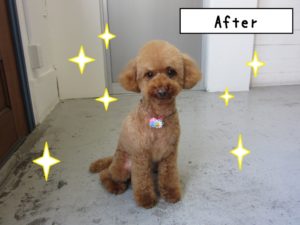 お座りトイプードル