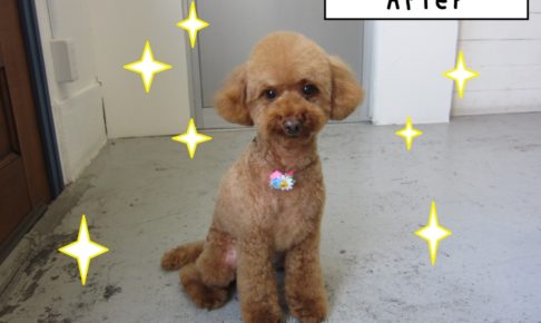 お座りトイプードル