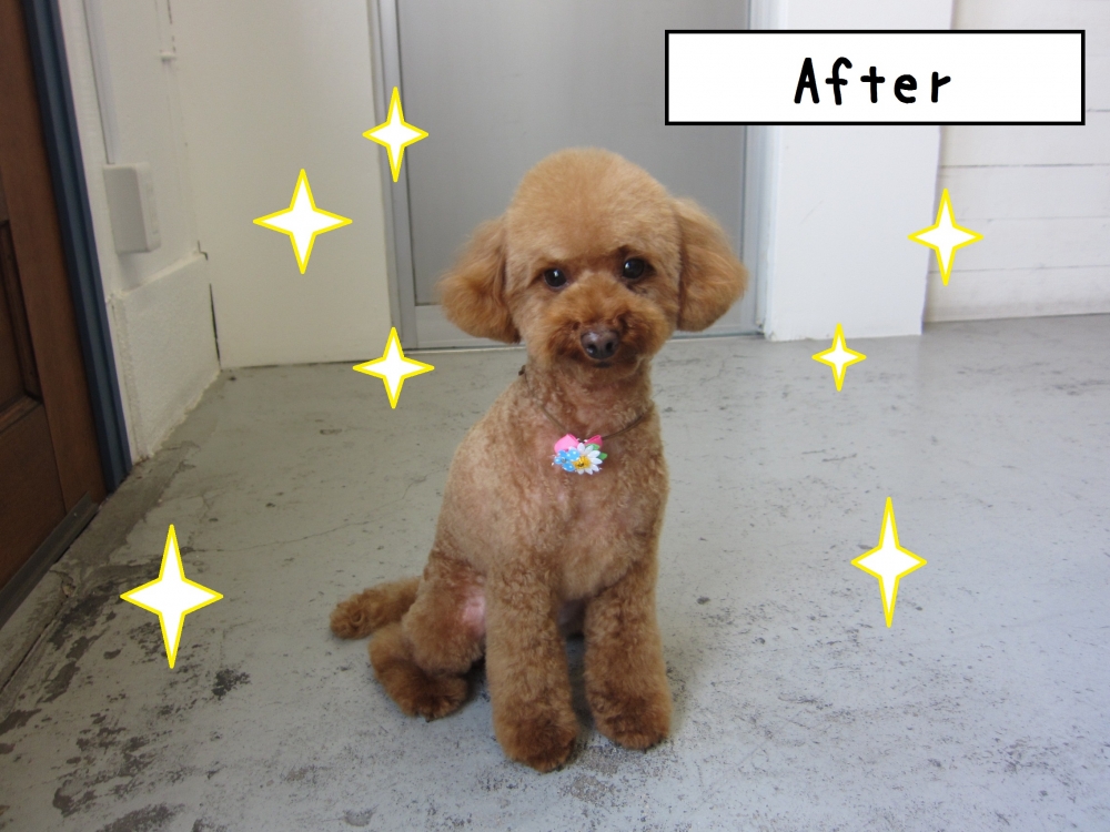 お座りトイプードル