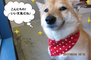 笑顔柴犬