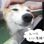 気持ちよさそう豆柴