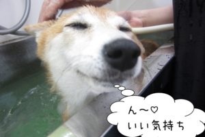 気持ちよさそう豆柴