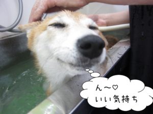 気持ちよさそう豆柴