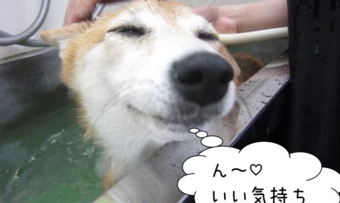 気持ちよさそう豆柴