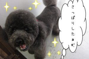笑顔トイプードル